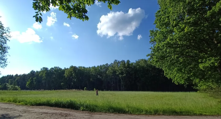Las, łąka. Podbydgoskie tereny zielone. 