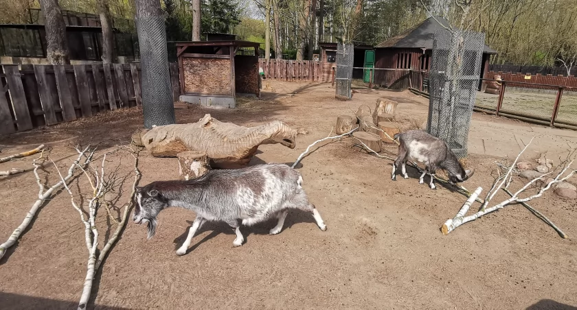 Zwierzęta na wybiegu w bydgoskim zoo w Myślęcinku