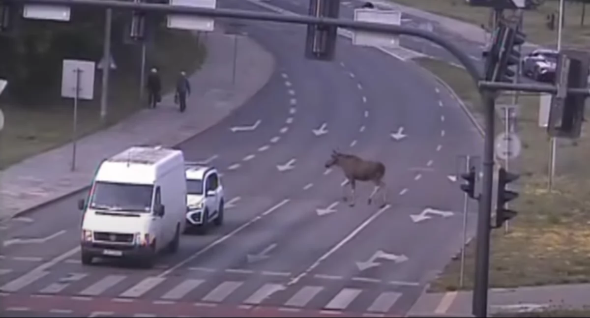 Ujęcie z monitoringu