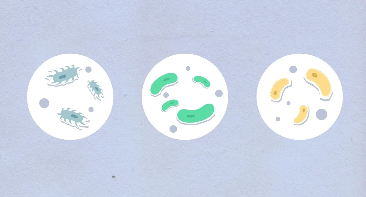 Zdjęcie ilustracyjne: widok z góry. Ostrzeżenie publiczne: dotyczące żywności Wykrycie obecności bakterii Bacillus cereus w jednej partii puddingu proteinowego. Fot. Monstera Production / Pexels