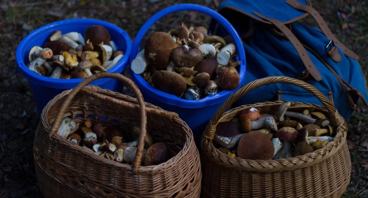 Zdjęcie ilustracyjne: szczyt grzybów w dywanikach i wiadra. Bezpieczne grzybobranie – przestrzegaj ważnych wskazówek. Fot. Valeria Boltneva / Pexels