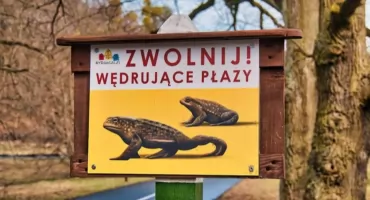 Migracja płazów Bydgoszcz: ogrodzenia na Konnej i Hippicznej