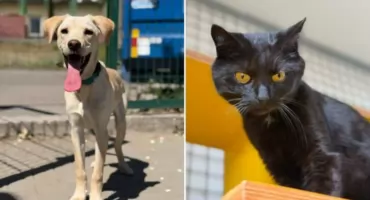 Adopcje ze schroniska przy Grunwaldzkiej. Pralinka i Milo czekają