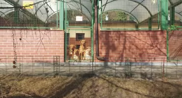 Bydgoskie schronisko szuka domów tymczasowych na 3 miesiące