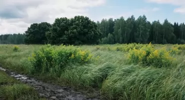 Prognoza na dziś Bydgoszcz: sucho, ale porywy wiatru