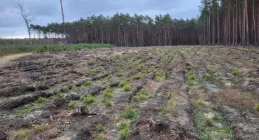 Nadleśnictwo Bydgoszcz coraz częściej odnawia las naturalnie