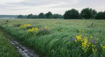 Pogoda na dziś w Bydgoszczy: słońce rano, chmury wieczorem