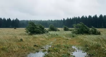Bydgoszcz: pogoda na dziś — po burzach deszcz w południe