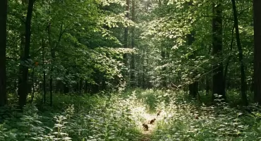 Lato w lasach. RDOŚ Bydgoszcz przypomina o ryzyku pożarów