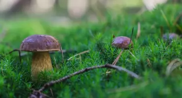 Grzybobranie w Kujawsko-Pomorskiem: wysyp i ważne zasady