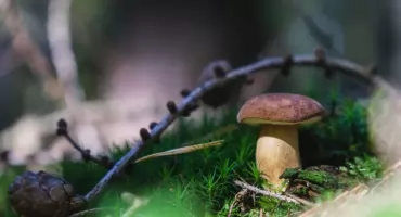 Kurs na klasyfikatora grzybów — zapisy do 21.08, Bydgoszcz