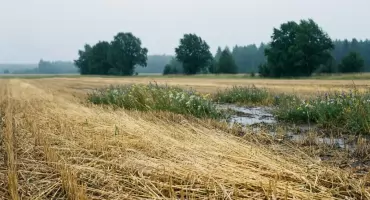Prognoza na dziś: Bydgoszcz z chmurami i popołudniowym deszczem