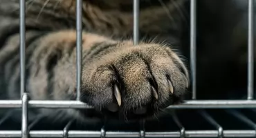 11 kotów z działek w Bydgoszczy uratowanych. Interwencja OTOZ Animals