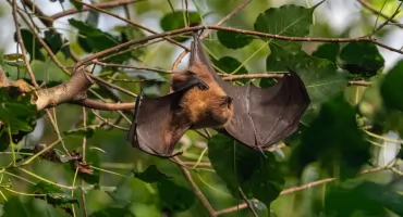 Las do góry nogami: wieczorne spotkania z nietoperzami