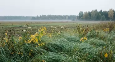 Prognoza na dziś: Bydgoszcz z wiatrem i wieczornym deszczem