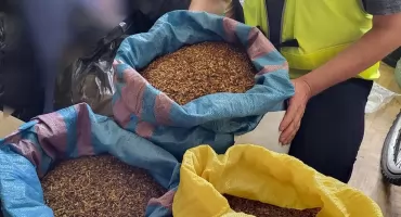 Włocławek: 51 kg tytoniu i 220 papierosów bez akcyzy