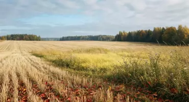 Prognoza na dziś: słońce rano, po południu chmury – Bydgoszcz