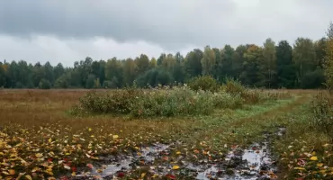 Prognoza na dziś: deszczowy poranek, potem szaro w Bydgoszczy