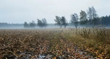 Bydgoszcz — prognoza na dziś: mgła rano, do 19°C, bez deszczu