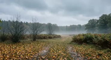 Prognoza na dziś: mglisty start, bez deszczu w Bydgoszczy