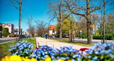 Dąb Hieronima Konieczki w alei Ossolińskich 16.10 o 13:00