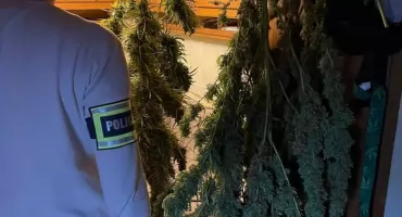 Plantacja marihuany w gminie Szubin. 37‑latek z zarzutami